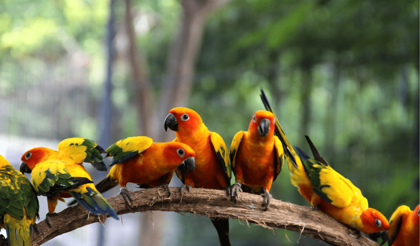 aves en aviario nacional de colombia