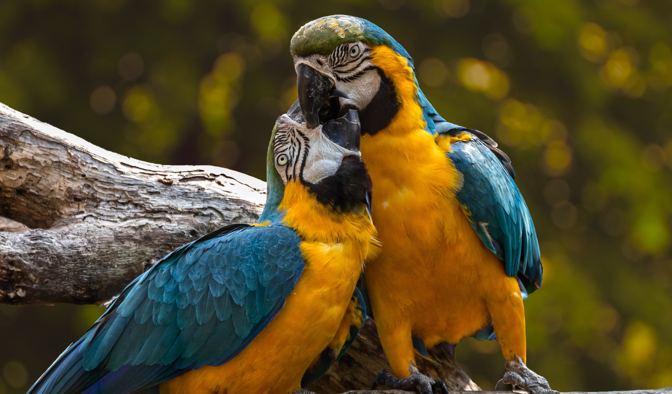 loros en aviario nacional de colombia