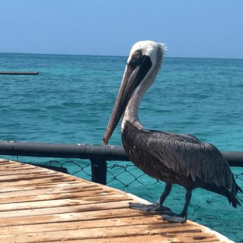 bendita beach y oceanario en 2023