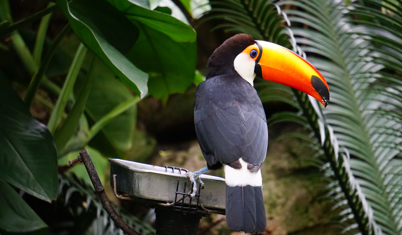 tucan aviario nacional de colombia